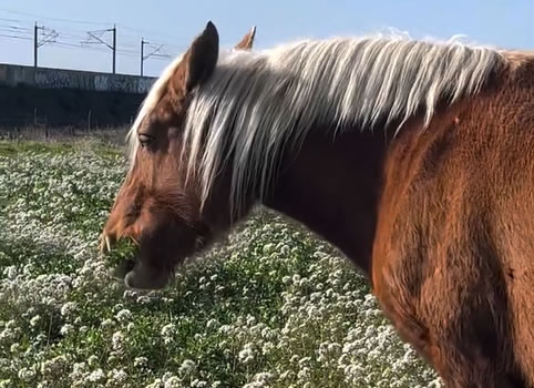 La mise à l’herbe de nos juments