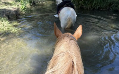 Cours d’équitation