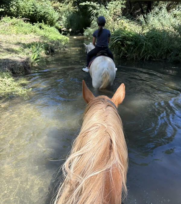 Cours d’équitation
