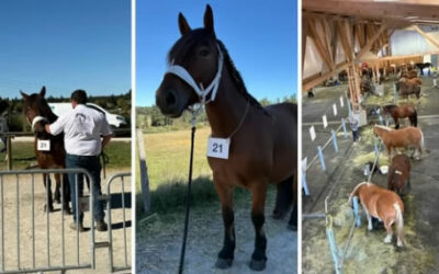 Concours d’élevage pour Malika en Aubrac