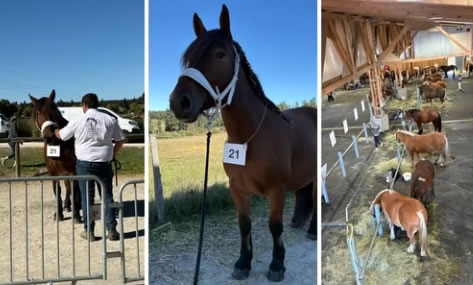 Concours d’élevage pour Malika en Aubrac