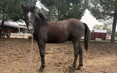 À vendre : poulain Camargue
