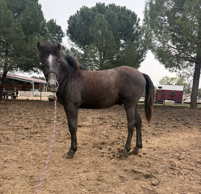 À vendre : poulain Camargue