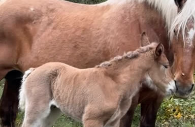 Tania vous présente Quenotte de Redier