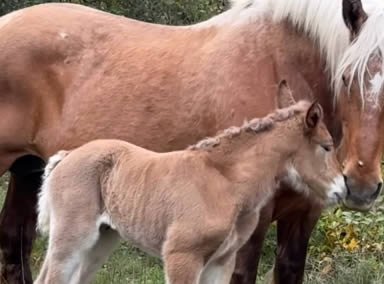 Tania vous présente Quenotte de Redier