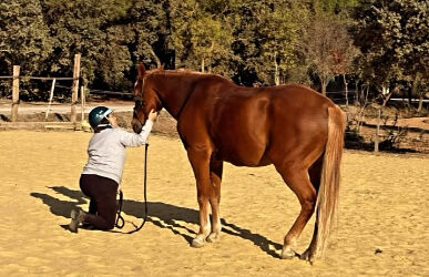 Du réformé des courses de trot au cheval d’école