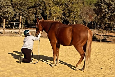 Du réformé des courses de trot au cheval d&rsquo;école
